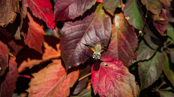 Sonbahar Manzara Sonbahar Yaprakları — Stok fotoğraf
