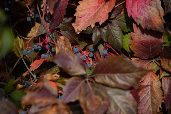 秋の風景です 秋の紅葉 — ストック写真
