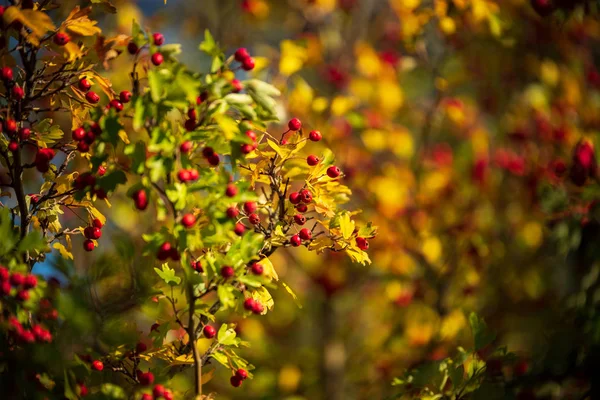Sonbahar Manzara Sonbahar Yaprakları — Stok fotoğraf
