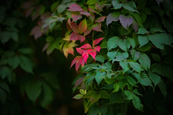 秋の風景です 秋の紅葉 — ストック写真