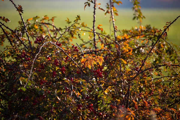 Осенний Пейзаж Осенние Листья — стоковое фото