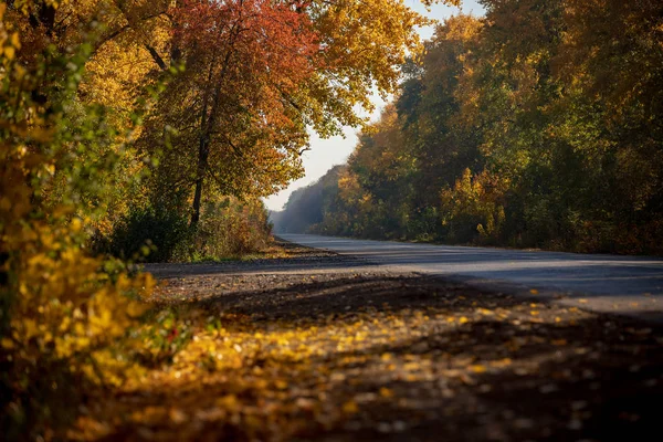 Autumn landscape. Autumn leaves