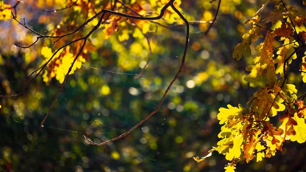 Autumn landscape. Autumn leaves