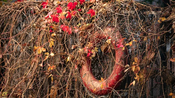 Paysage Automne Feuilles Automne — Photo