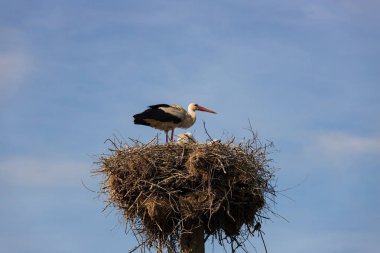 Leylek yuvada çocuk yayınları