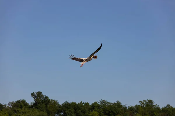 Cigogne Dans Nid Nourrit Les Enfants — Photo