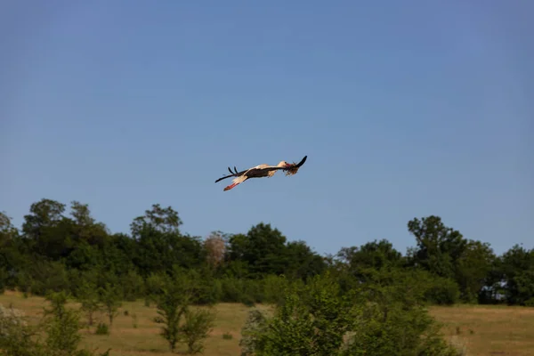 Cigogne Dans Nid Nourrit Les Enfants — Photo