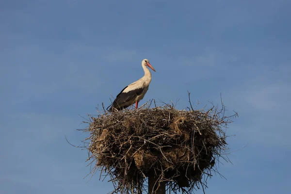 Storch Nest Füttert Kinder — Stockfoto