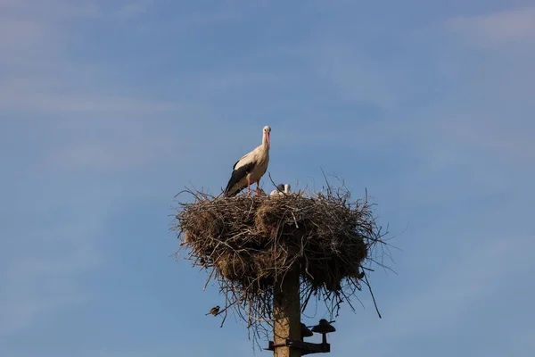 Cigogne Dans Nid Nourrit Les Enfants — Photo