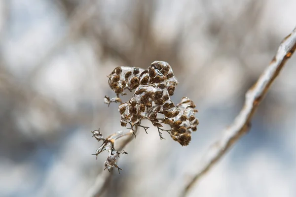 Pflanzen Eis Winter Eis — Stockfoto