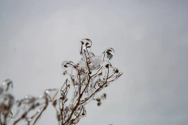 Pflanzen Eis Winter Eis — Stockfoto