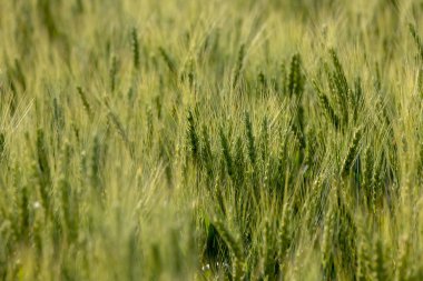 çayır otları, çiçekler, alanları