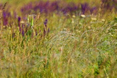 çayır otları, çiçekler, alanları