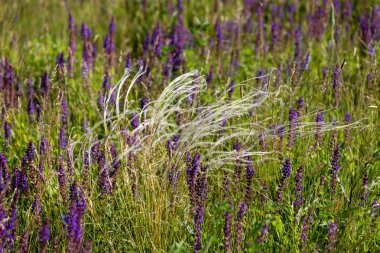 çayır otları, çiçekler, alanları