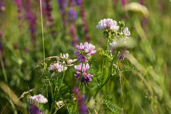 Prairie Herbes Fleurs Champs — Photo