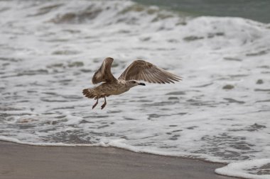 Martı uçuş sahilde