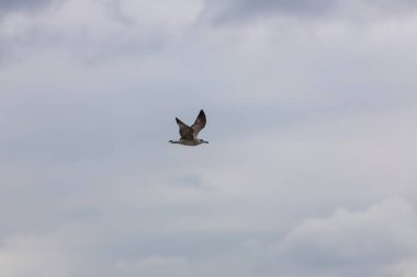 Martı uçuş sahilde