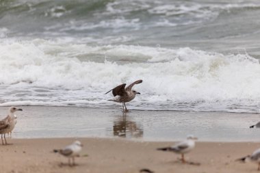 Martı uçuş sahilde