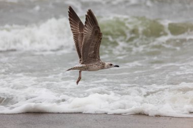 Martı uçuş sahilde