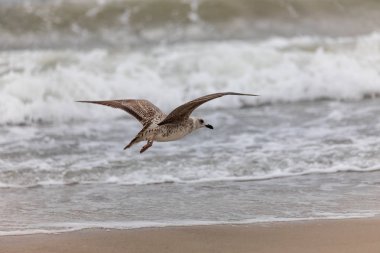 Martı uçuş sahilde