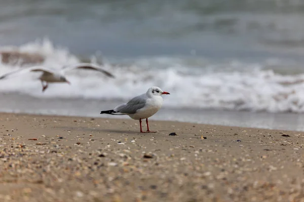 Gaivota Praia Voo — Fotografia de Stock