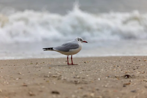 Gaivota Praia Voo — Fotografia de Stock