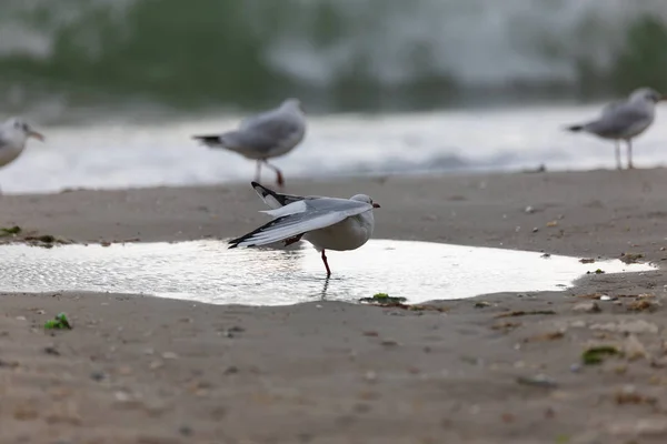 Gaivota Praia Voo — Fotografia de Stock