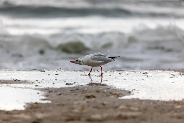 Gaivota Praia Voo — Fotografia de Stock