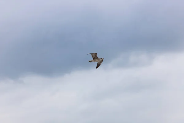 飞行中海滩上的海鸥 — 图库照片