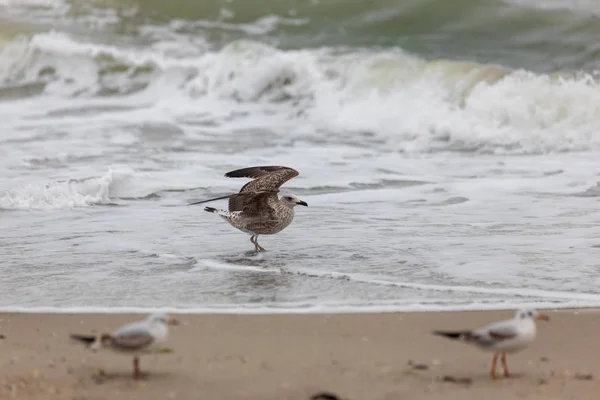 Gaivota Praia Voo — Fotografia de Stock