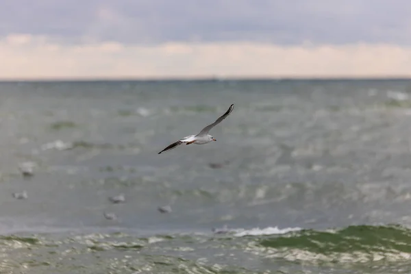 Måsen Stranden Flyg — Stockfoto