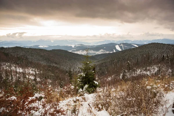 Mountains Carpathians Winter — Stock Photo, Image