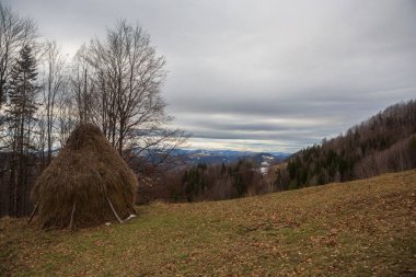 Kış, dağlar, orman. Dağlarda kış
