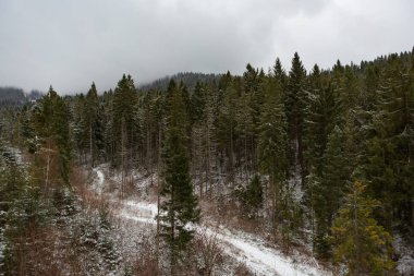 Karda dağlarda çam