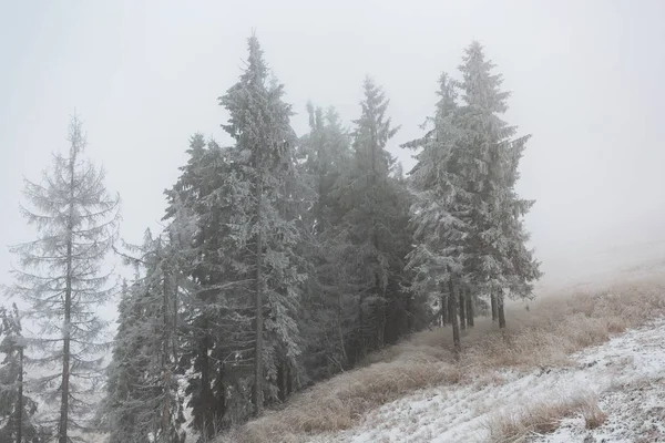 Pines in the snow in the mountains