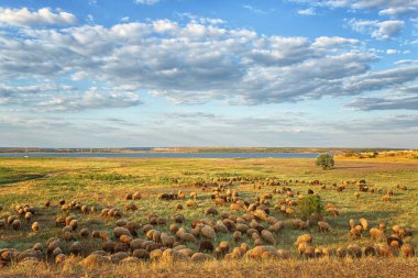 Bir koç sürüsü, yazın otlayan koyunlar, akşam tarlada, bulutlar ve nehir ile gökyüzünün arka planına karşı.