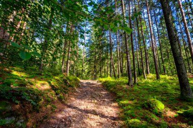 Orman yolu, güneşli bir günde, ağaçlarla çevrili, yükseliyor.