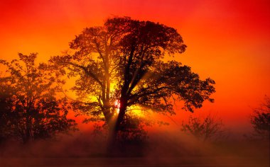 Güneşin doğuşu sisli, güneş ışınları ağaçtan geçiyor