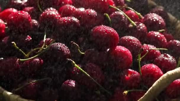 Cerezas rojas giran en cesta — Vídeo de stock