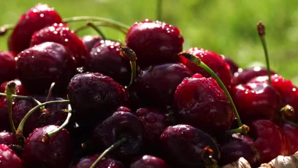 Cerises douces mûres rouges gros plan avec des gouttes d'eau dans le panier sur l'herbe — Video