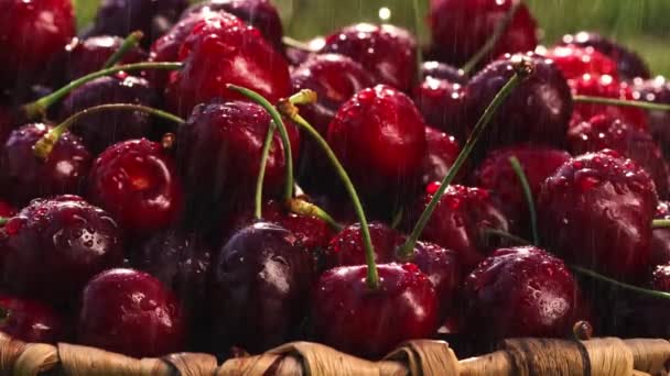 Cerejas doces frescas com gotas de orvalho, 4k — Vídeo de Stock