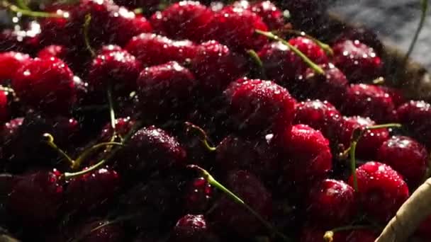 Cerejas doces frescas com gotas de orvalho, 4k — Vídeo de Stock