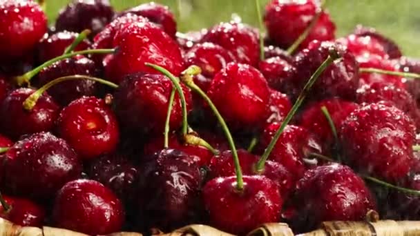 Les cerises fraîches, mûres et juteuses tournent. Cerise rouge dans le sens des aiguilles d'une montre — Video