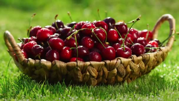 Frische, reife, saftige Kirschen rotieren. Rote Kirsche im Uhrzeigersinn — Stockvideo