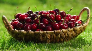 Taze, Olgun, sulu kiraz döndürün. Kırmızı Kiraz saat yönünde