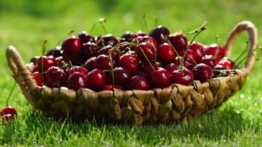 Kırmızı Kiraz meyveleri Close-up yeşil çimenlerin üzerinde bir sepet ayakta elinden almak