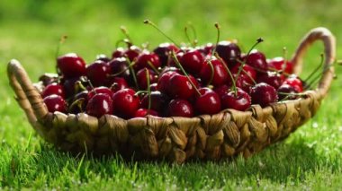 Kırmızı Kiraz meyveleri Close-up yeşil çimenlerin üzerinde bir sepet ayakta elinden almak