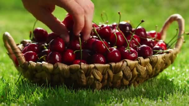 클로즈업 빨간 체리 열매의 푸른 잔디에 바구니 서에서 손을 걸릴합니다 — 비디오