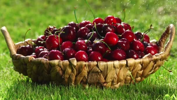 Primer plano de las bayas rojas de cereza tomar una mano de una canasta de pie sobre la hierba verde — Vídeos de Stock