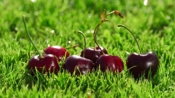 Красные ягоды спелые вишни лежат на зеленой траве — стоковое видео